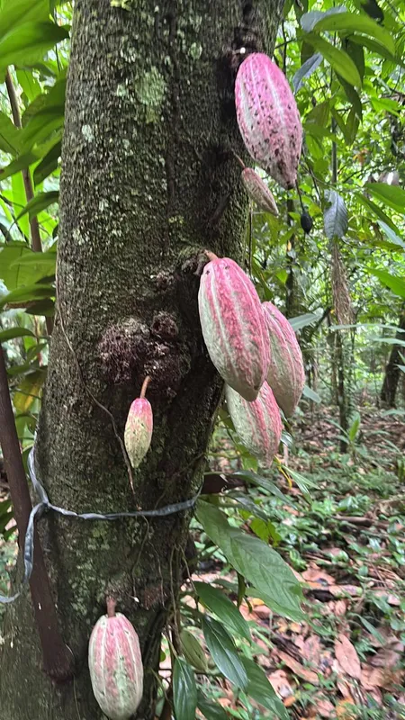 Imagem ilustrativa da imagem Cacau do Litoral do Paraná pode dar origem a chocolate único