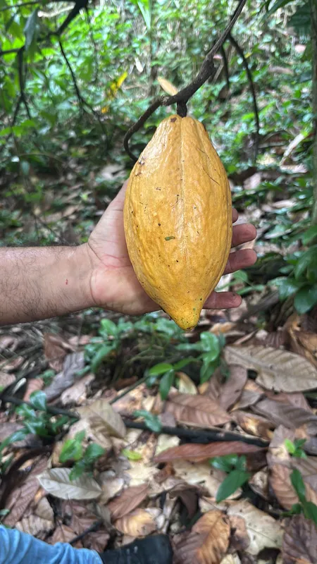 Imagem ilustrativa da imagem Cacau do Litoral do Paraná pode dar origem a chocolate único