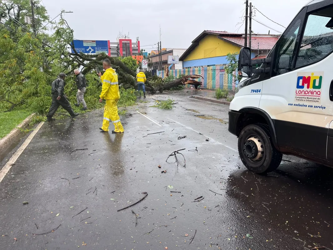 Imagem ilustrativa da imagem Chuva em Londrina provoca queda de árvores e suja vias em dia de eleição