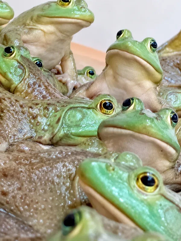 Imagem ilustrativa da imagem Em três anos, criação de rãs quadruplica no Paraná