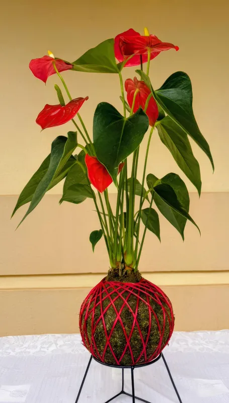 Kokedama clássico e marcante por sua cor, presença e durabilidade