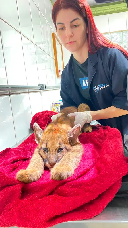 O filhote de onça resgatado em Luiziana recebeu os primeiros socorros na Clínica Veterinária do Centro Universitário Integrado, em Campo Mourão
