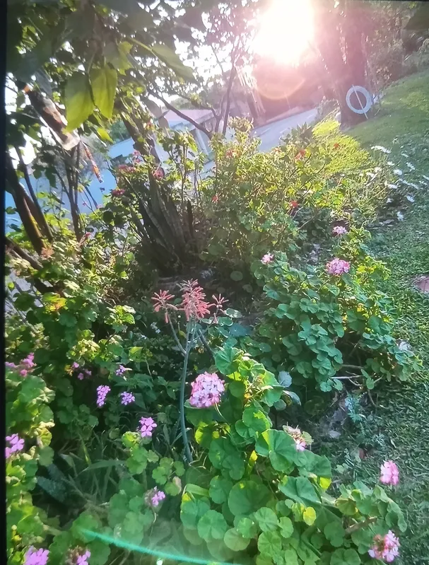 Imagem ilustrativa da imagem Flores para todos