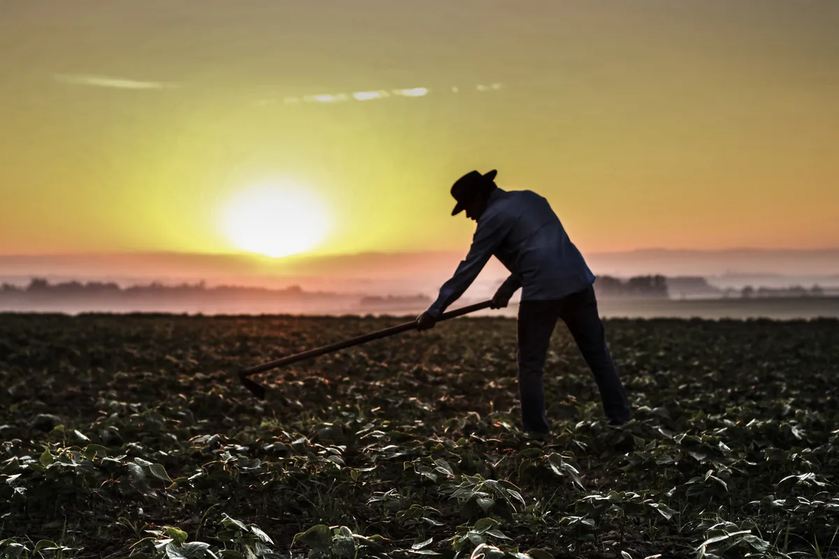 Imagem ilustrativa da imagem No mercado de trabalho do agronegócio, recorde de pessoas empregadas convive com sensação de falta de mão de obra