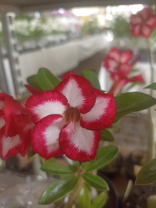 Exposições de rosas do deserto e outras flores fazem jus ao Festival da Primavera que integra o evento