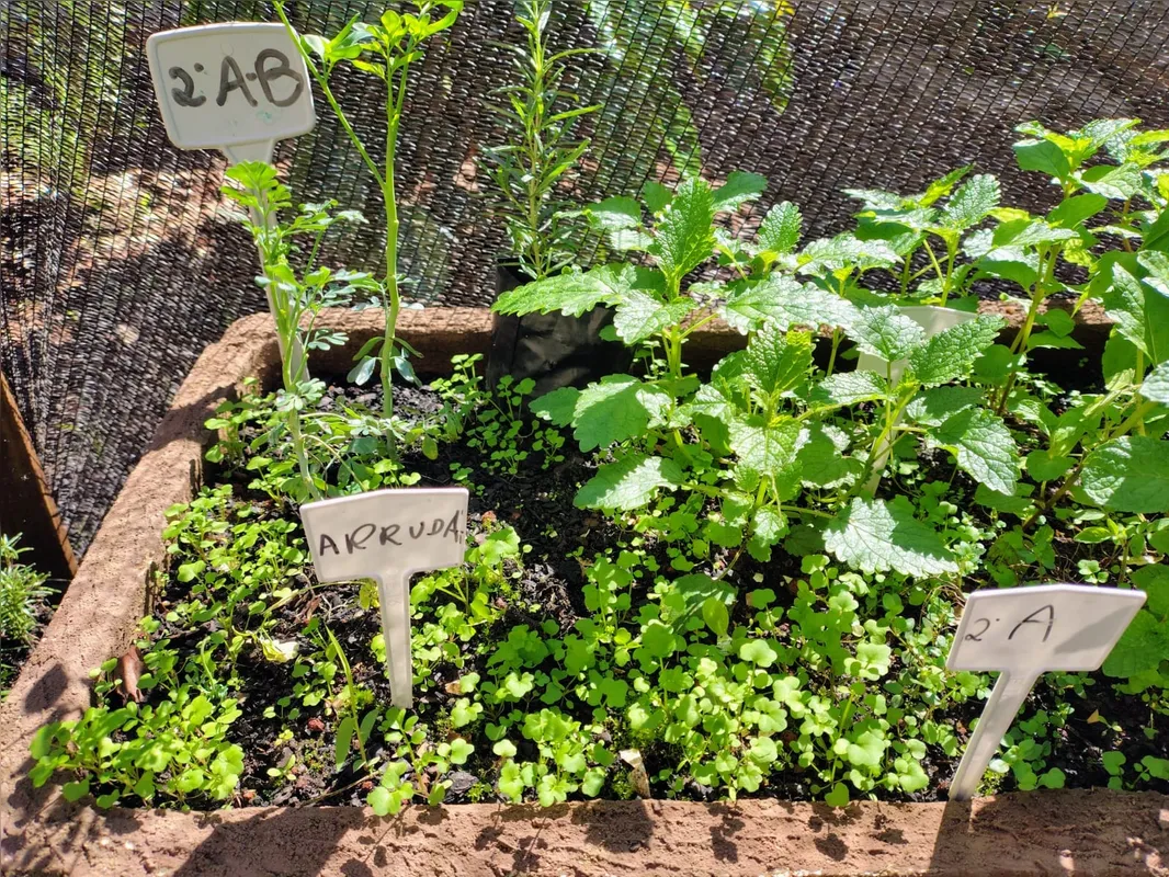 A horta é um espaço pedagógico onde são cultivadas ervas medicinais para valorizar os saberes tradicionais