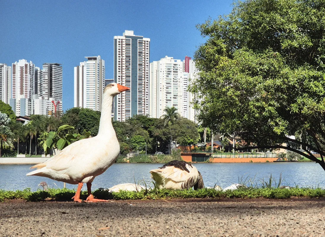 Imagem ilustrativa da imagem Trégua para o sol