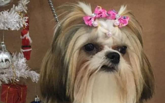 Lola foi encontrada depois de sair de casa muita agitada com as explosões