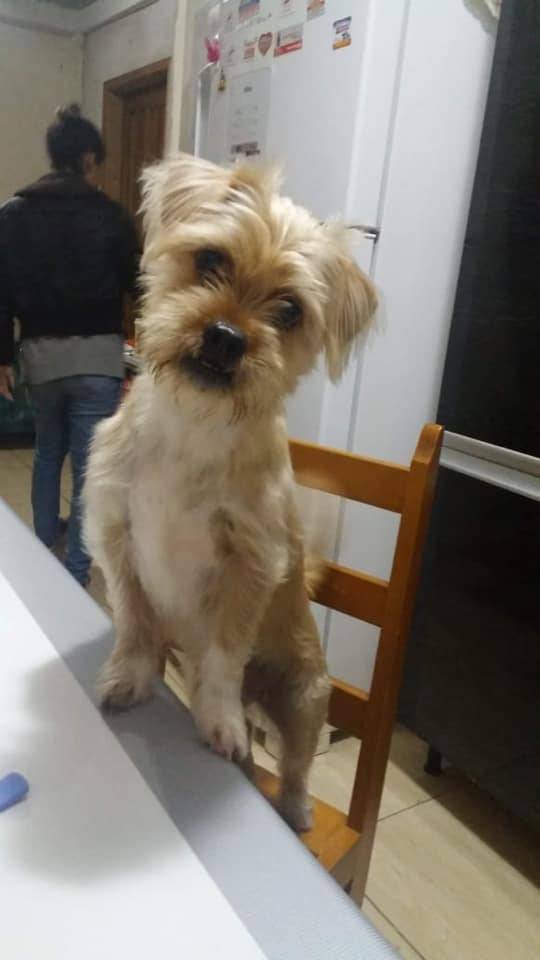 Alice sumiu na noite de Natal e, para desespero da dona, ainda não voltou
