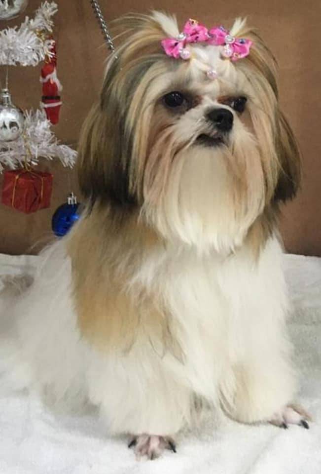 Lola foi encontrada depois de sair de casa muita agitada com as explosões