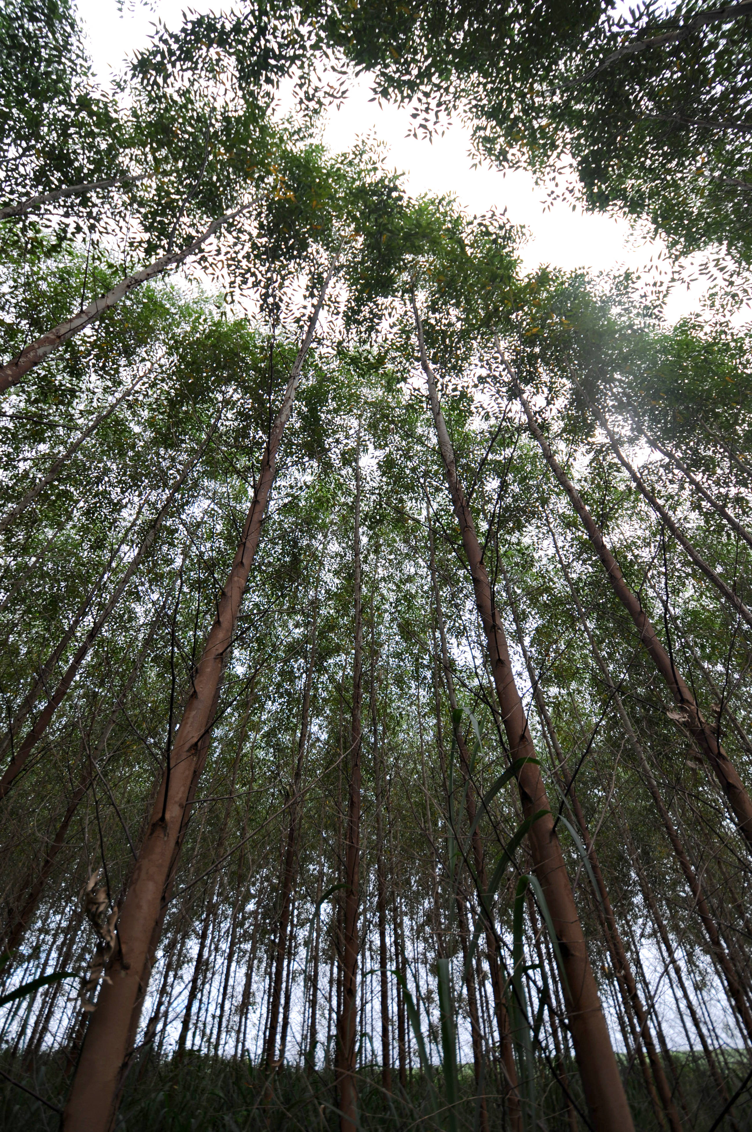 Floresta de eucaliptos: nanocelulose tem potencial de uso em vários setores, como cosméticos, fármacos e alimentos
