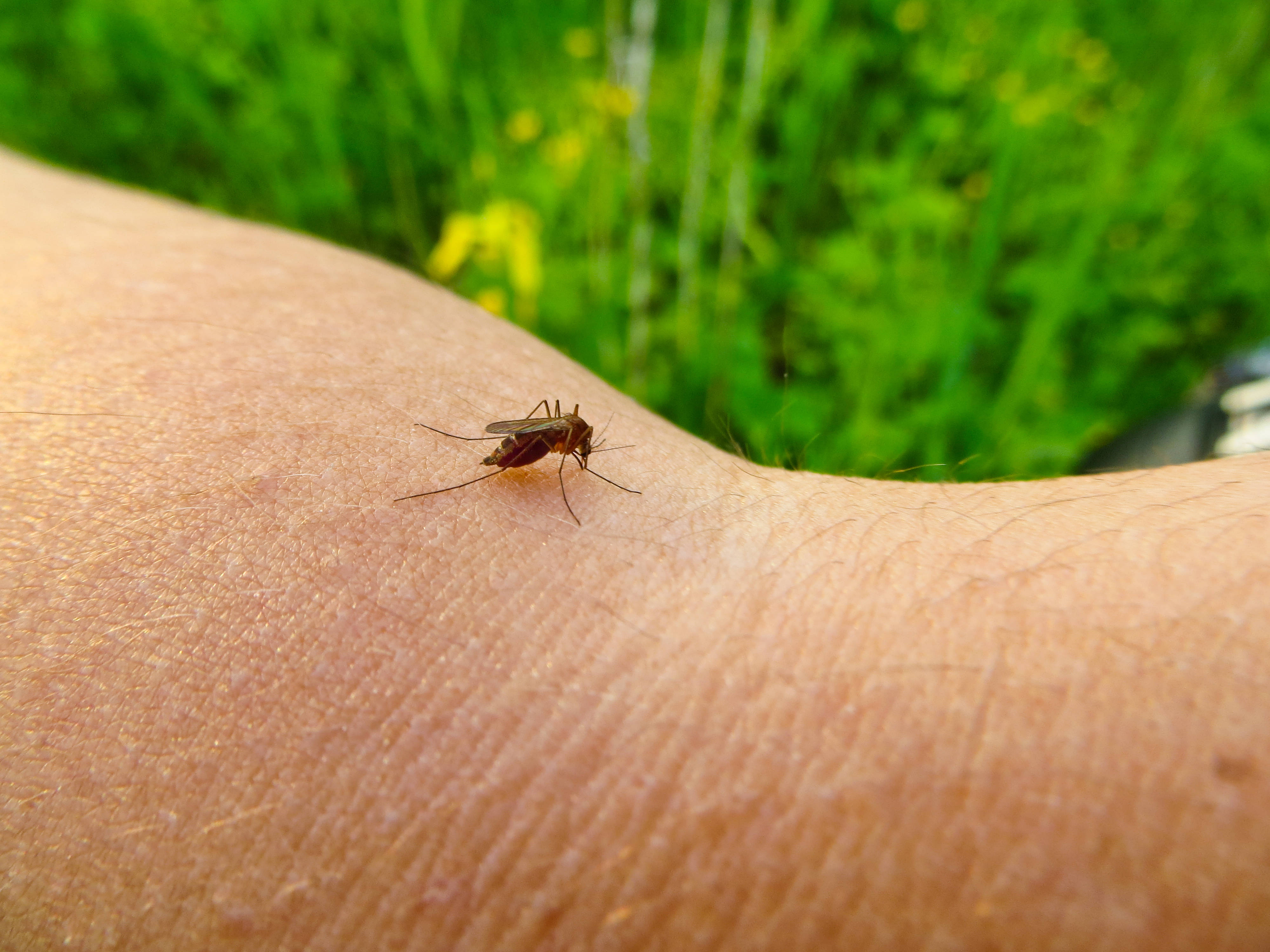 Fêmea do Aedes não precisa do sangue para viver, mas o utiliza para fazer em média 100 ovos