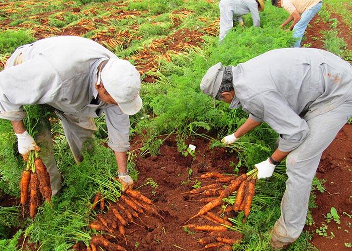 A BRS Paranoá é a primeira cultivar do mercado nacional desenvolvida e validada exclusivamente para a produção orgânica