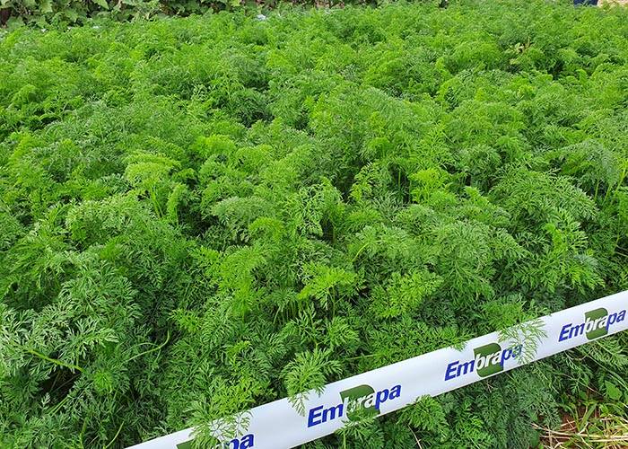 Produto foi desenvolvido na Embrapa do Distrito Federal