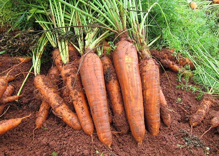 Entre as principais características estão a alta resistência à queima-das-folhas, principal doença da cultura, e o padrão de qualidade de raiz, com coloração laranja intensa, aspecto liso e formato bem cilíndrico