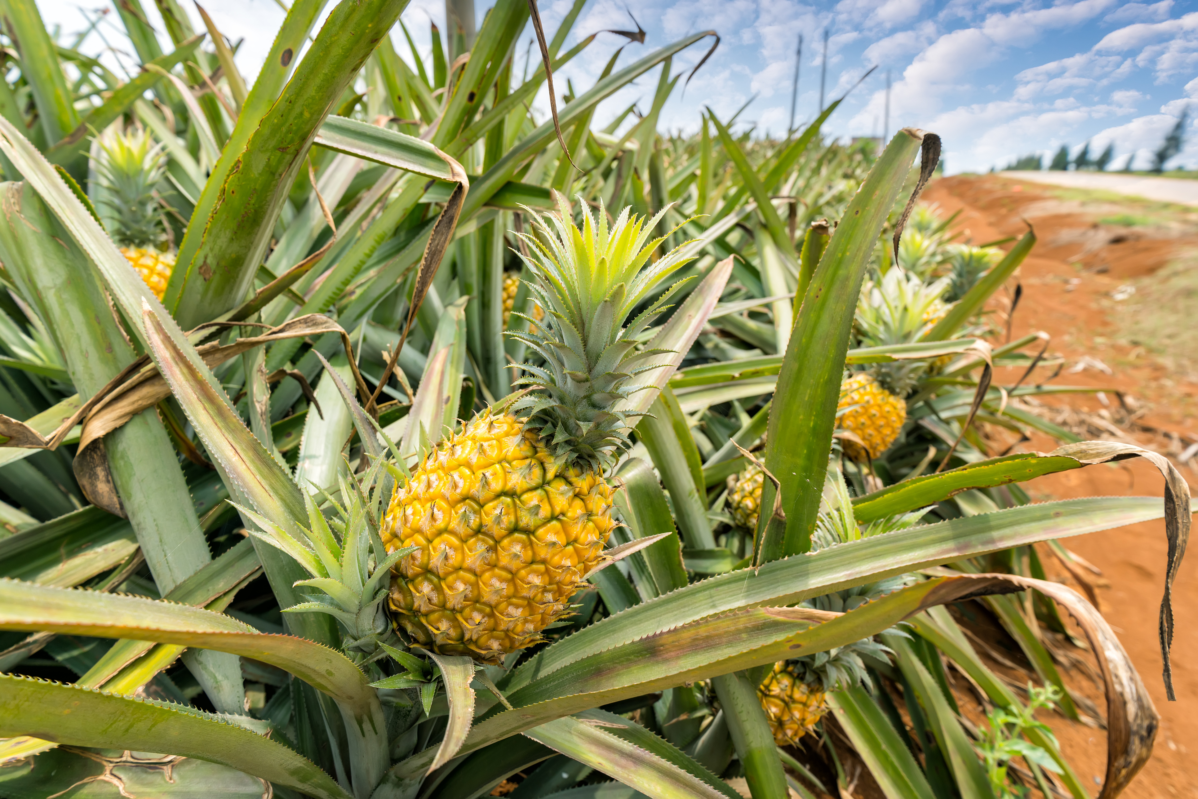 Cultivo do abacaxi: em uma pequena área, o produtor pode conseguir uma boa receita, segundo o Instituto de Desenvolvimento Rural Paraná, que quer incentivar o plantio da fruta