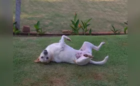 Os bichos  mais humanos