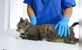 Veterinários reivindicam prioridade do grupo e solicitam que sejam vacinados