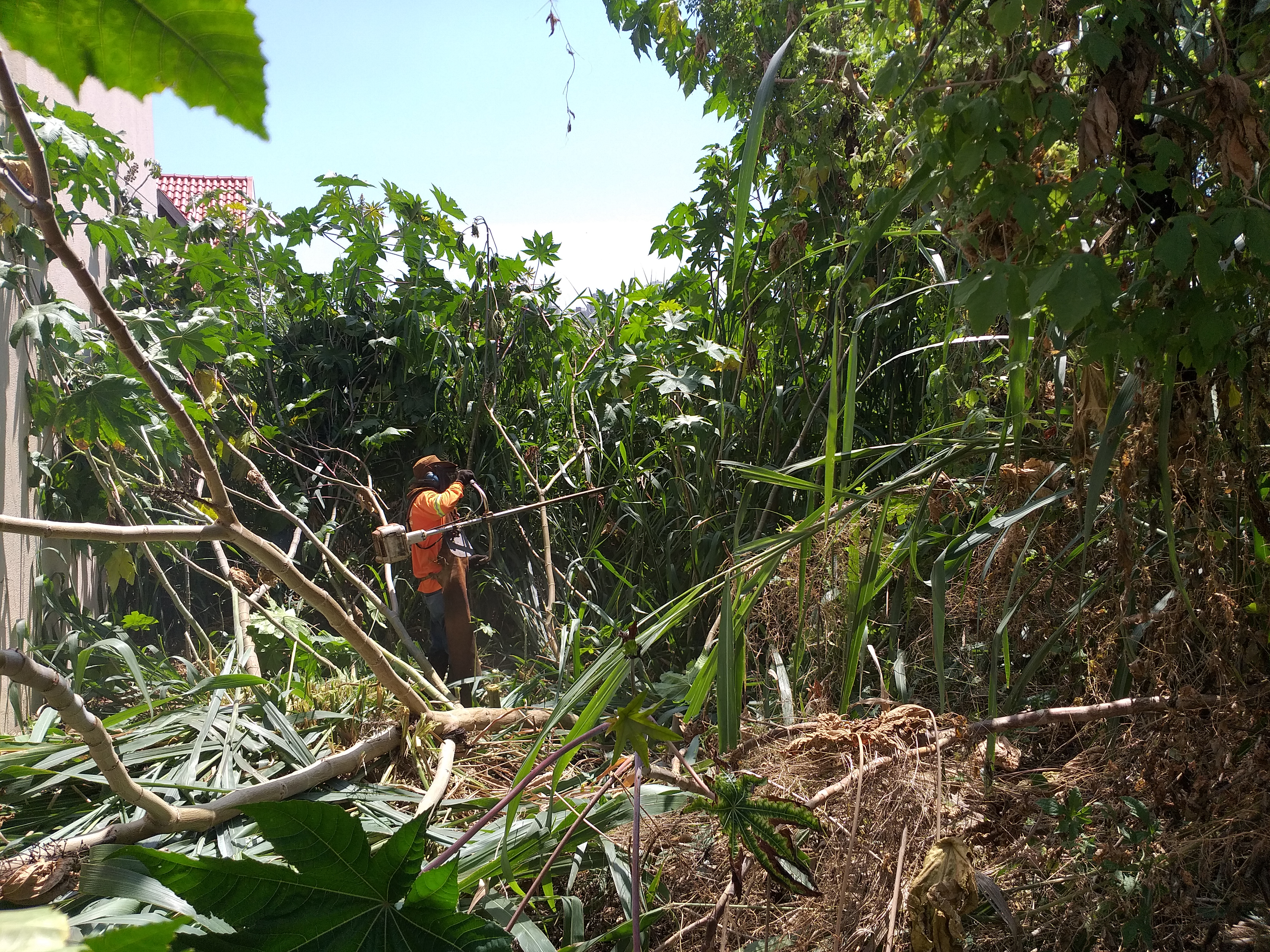 No Parque Universidade, matagal estava maior que muro dos imóveis
