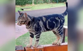 Gata na gaveta