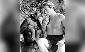 Macaco com orgulho