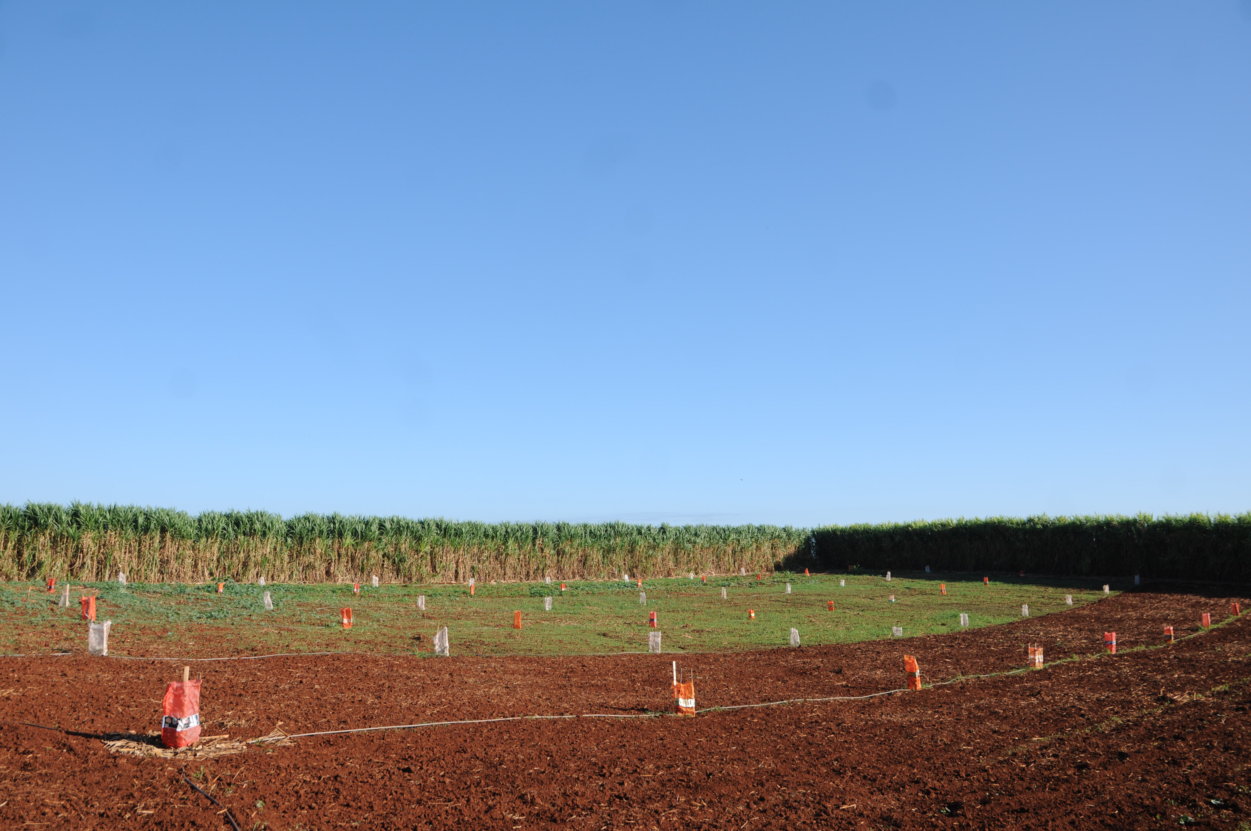 Plantação de abacates: a compra de produtos provenientes de assentamentos, principalmente durante a pandemia, é vista como uma ação solidária