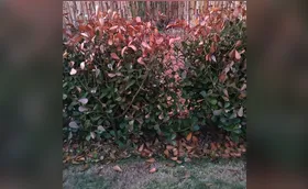 Primaverando no inverno