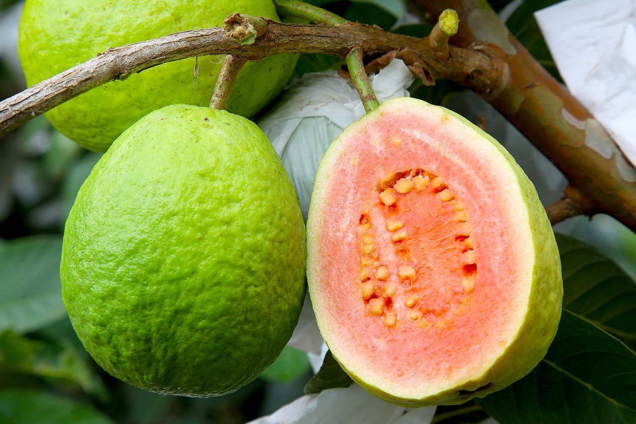 Plantação de goiaba em Carlópolis, maior município produtor da fruta no Estado