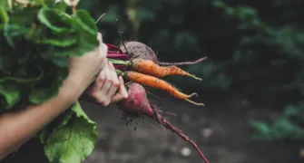 AGRONEGÓCIO RESPONSÁVEL: Produção e consumo de orgânicos no Brasil e pelo mundo
