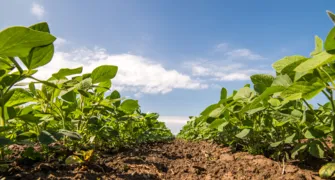 Bioinsumos e bioindicadores de qualidade do solo