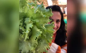 Desentortando a horta, uma crônica sobre verduras e quintais