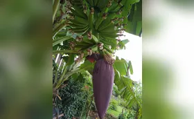 A fala das flores e sua revolução planetária