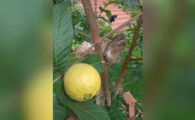 A goiaba Brasil