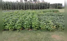 Nova cultivar de feijão desenvolvida no Paraná é destaque no Show Rural