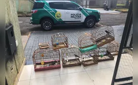 PM estoura ponto de venda ilegal de aves silvestres em Arapongas