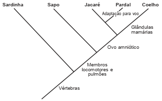 Exemplo do Jogo de perguntas e respostas sobre Evolução de Vertebrados